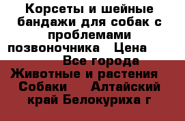 Корсеты и шейные бандажи для собак с проблемами позвоночника › Цена ­ 2 500 - Все города Животные и растения » Собаки   . Алтайский край,Белокуриха г.
